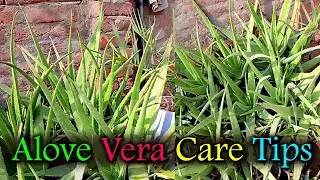 How to Multiply Aloe Vera from pups || Aloe Vera care 