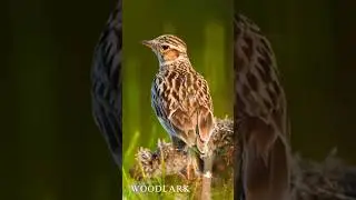 woodlark or wood lark (Lullula arborea) is the only extant species in the lark genus Lullula#birds
