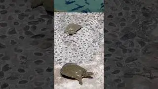 Soft shell turtles #animals #animales #travel #traveler #viajero  #turtle #shorts #animalshorts