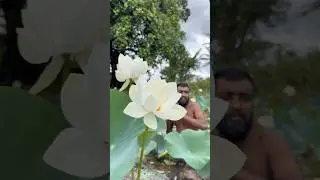 Boiled lotus seeds