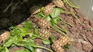 WEATHER IS CLOSED, SULCATA COLONY CAGE GAJADI2