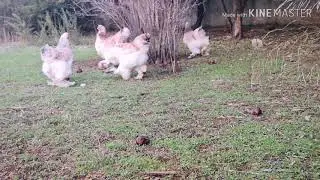 Salmon brahma videonun sonundaki k&ouml;r tavuğa dikkat  ;)