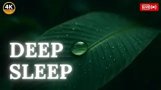 Sleep Meditation | Rain & Forest Ambience – Insomnia Relief and Stress Reduction Sounds