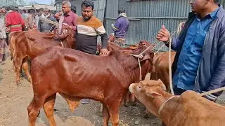 @আজ ২৭/১২/২৫ | পাবনার খামারী প্রচুর চাহিদা সম্পন্ন শাহিওয়াল ষাঁড় কেমন দামে কিনছেন | আমবাড়ী হাট 
