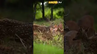 Animal lover 😱😯 | nature vlog | Wildlife Photography 📷 | mini vloger #shorts #animals #minivlog