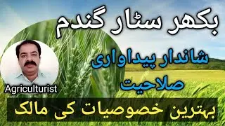 Bhakkar Star wheat variety | بھکر سٹار ورائٹی کی خصوصیات | wheat sowing | wheat cultivation | gandum