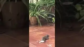 A cute squirrel moment.. 🐿🐿😊