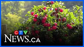 Ont. farm says hundreds of pounds of apples stolen from orchard