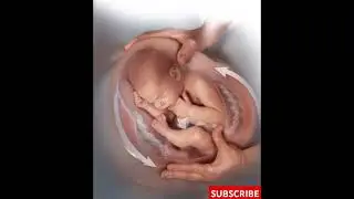 The Future of Pregnancy: Babies Born From External Wombs