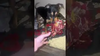 January 22, 2026 #plotthoundmix #pet #dog #mlbce #plotthound #youtubeshorts