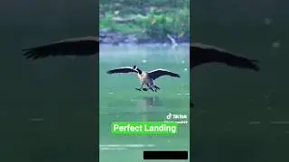 Canada Goose Landing on Water | Graceful Bird in Flight #Swan #Birds #40Birds