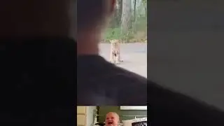 Dog Protect His Owner From Bobcat 😱 | Funny Animal Video | #shorts #youtubeshorts
