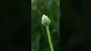 Mobile Photography Tricks🔥| Pro photography tutorial #beginnerphotography