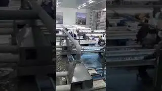 Cherries : sorting and packing
