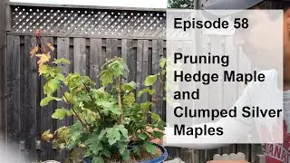 Episode 58, Pruning My New Trees - Hedge Maple(acer compestre) and Clumped Silver Maples