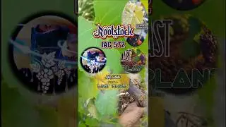 Rootstock IAC 572 #tanamananggur #nature #garden #rootstock #shorts  Koes widodo
