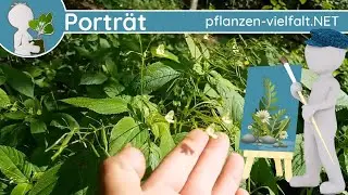🖼️ Porträt 129 - Kleines Springkraut (Impatiens parviflora) - Steckbrief (Samen essbar)