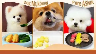 Cute Dog ASMR That Instantly Calms You 🐶🌿 | Chicken Sausage, Apple & Venison #DogASMR #Relaxing
