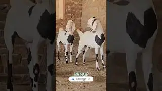 MASHALLAH HIJAJI BREED #bakra #goat #opshorts #animals #viral #1no_trending #sojatbakra #gujri goat