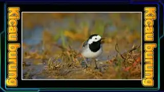 Motacilla alba | White wagtail  | Konipas b&iacute;l&yacute;