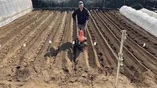 マルチを使わなくても楽に雑草を抑えられるジャガイモの育て方　22/3/1