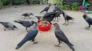 Crow Calls in Different Languages | কাকের ডাক Crow Sound Crow ki Awaz Loudly &alpha;176
