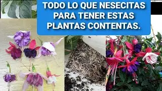 Cuidados de la planta fuchsia.