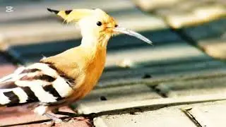 Hoopoe hunting insects #hudhud