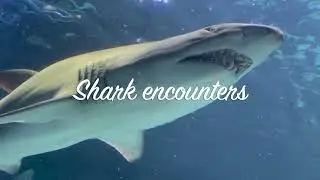 Shark encounter - Adrenaline Rush: Thrilling Shark Encounters on Camera