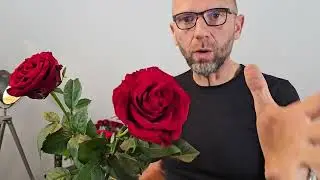 Červené růže a rozdíl v květech - Florea.cz