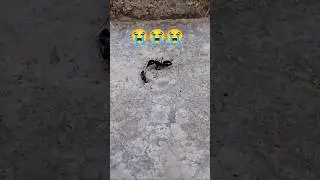 help makoda🐜 #makoda #sad