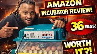 Honest Amazon 36 Egg Incubator Review | Real Chicken Egg Results