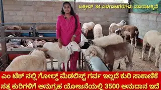 ಎಂ ಟೆಕ್ ನಲ್ಲಿ ಗೋಲ್ಡ್ ಮೆಡಲಿಸ್ಟ್ ಗರ್ವ ಇಲ್ಲದೆ ಕುರಿ ಸಾಕಾಣಿಕೆ ಸತ್ತ ಕುರಿಗಳಿಗೆ ಅನುಗ್ರಹಯೋಜನೆಯಲ್ಲಿ3500 ಅನುದಾನ