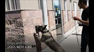 DOGS WITH JOBS -Blacktracks K9
