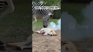 Zebra Pranks Sleeping Dog #WildlifeCaughtOnCamera #exploreai #shorts #viralshort  #trendingshort