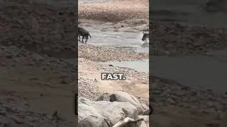 WILDEST Crocodile Chase: African Serengeti Safari