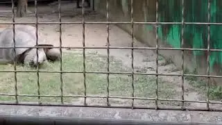 184. Big Old Turtle at Alipore Zoo Kolkata