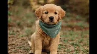 Scarf for dogs personalized with name made