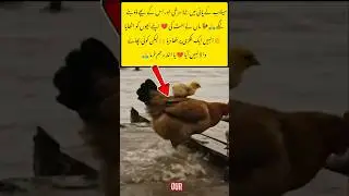 Hen saves chicks in flood water #shorts #youtubeshorts #trending #viralvideo #viralshorts #duet