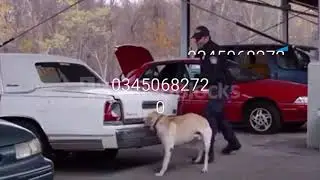 Army Dog Centre Phone number 03450682720 03450682720
