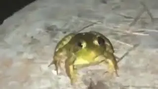 Captured frog attacks camera