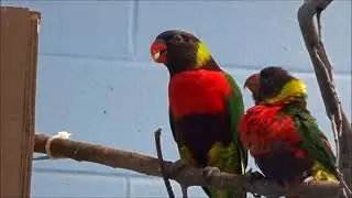Forsten's Lorikeet Fledgling
