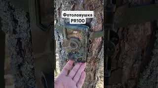 ФОТОЛОВУШКА PR100 В РЕЖИМЕ ОЖИДАНИЯ #фотоловушка #wildlife #весенняяохота #hunting #лесной #wild