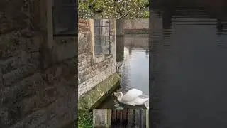 Swan Rings Bell for Treats at Wells Cathedral, Continuing 1850s Tradition #trendstream |