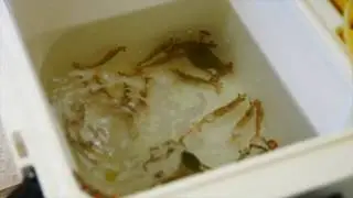 Frabill Magnum Bait Station: Fishing with LIVE BAIT