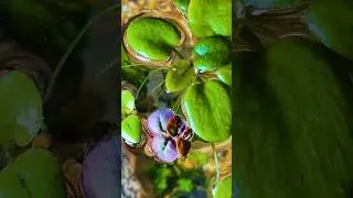 🌱 Frogbit VS Red Root Floaters 🌿