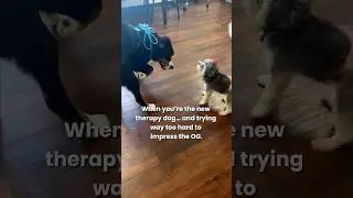 Finn&rsquo;s Funniest Therapy Dog Moment