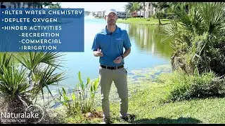 Submerged Aquatic Plants