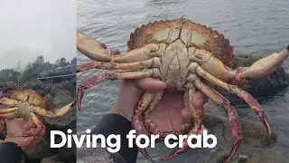 Diving for Crab in Astoria and Garibaldi/ Barview Oregon