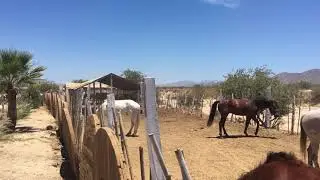 Horseback Riding Los Cabos - 213 325 6740 - Baja California Mexico